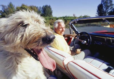 Dog-Chewed Seat Belt Repairs and Replacements